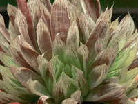 Haworthia cooperi v. pilifera f variegata